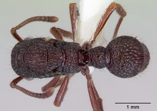 Stictoponera biroi specimen CASENT0172381 image casent0172381_1