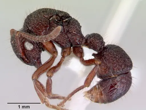 Stictoponera biroi specimen CASENT0172381 image casent0172381_3