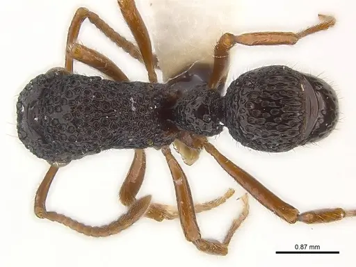 Stictoponera biroi specimen CASENT0179976 image casent0179976_1