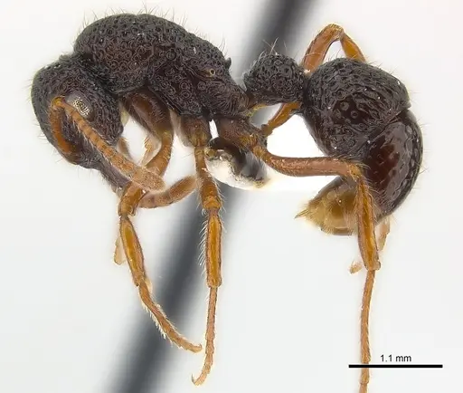 Stictoponera biroi specimen CASENT0179976 image casent0179976_4