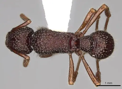 Stictoponera biroi specimen CASENT0281519 image casent0281519_1