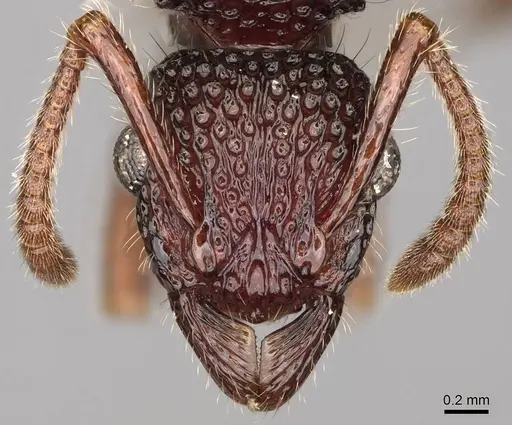 Stictoponera biroi specimen CASENT0281519 image casent0281519_2
