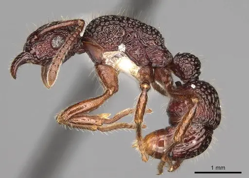 Stictoponera biroi specimen CASENT0281519 image casent0281519_3