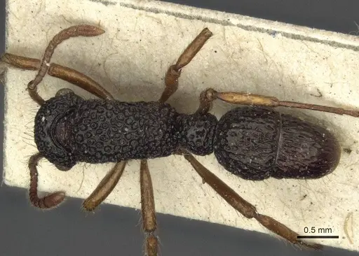 Stictoponera biroi specimen CASENT0916591 image casent0916591_1