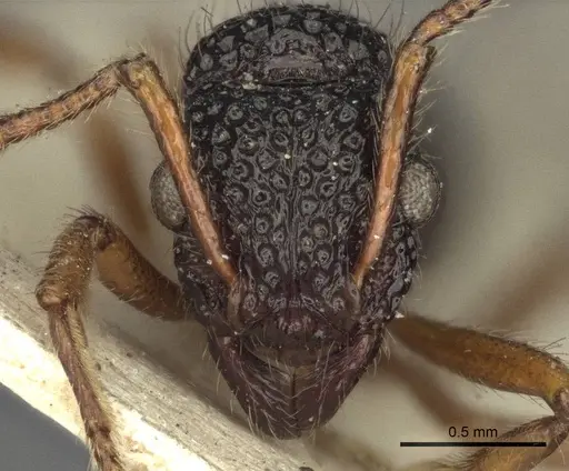 Stictoponera biroi specimen CASENT0916591 image casent0916591_2