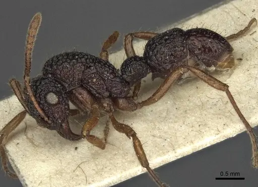 Stictoponera biroi specimen CASENT0916591 image casent0916591_3