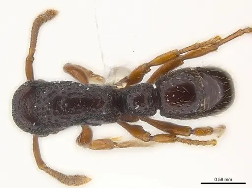 Stictoponera chapmani specimen CASENT0179974 image casent0179974_1