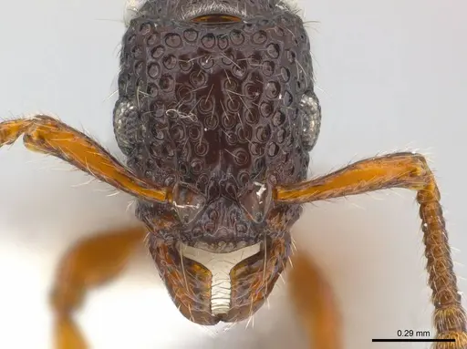 Stictoponera chapmani specimen CASENT0179974 image casent0179974_2