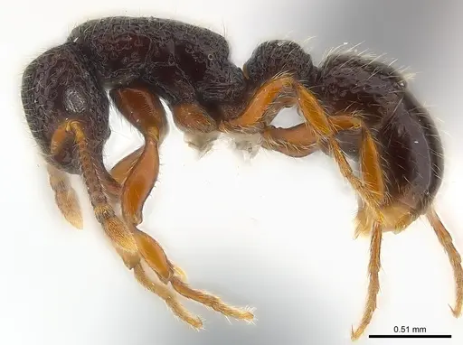 Stictoponera chapmani specimen CASENT0179974 image casent0179974_4
