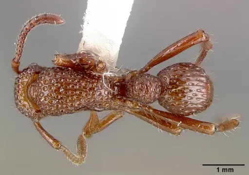 Stictoponera coxalis specimen CASENT0010662 image casent0010662_1