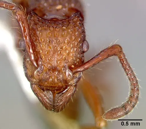 Stictoponera coxalis specimen CASENT0010662 image casent0010662_2
