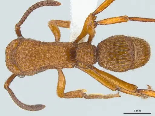 Stictoponera coxalis specimen CASENT0179980 image casent0179980_1