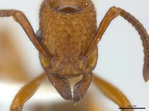 Stictoponera coxalis specimen CASENT0179980 image casent0179980_2
