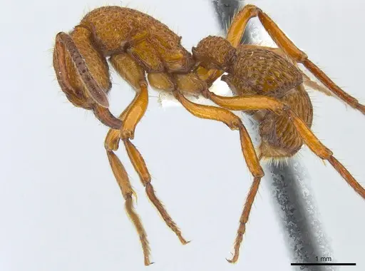 Stictoponera coxalis specimen CASENT0179980 image casent0179980_4