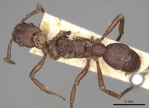 Stictoponera coxalis specimen CASENT0281842 image casent0281842_1