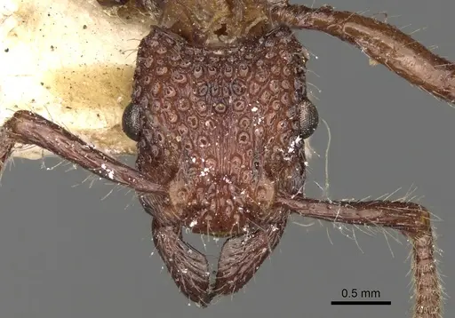 Stictoponera coxalis specimen CASENT0281842 image casent0281842_2