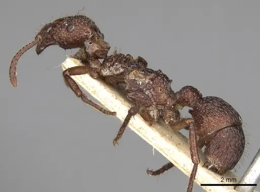 Stictoponera coxalis specimen CASENT0281842 image casent0281842_3