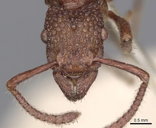 Stictoponera coxalis specimen CASENT0901369 image casent0901369_2