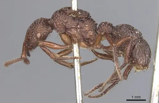 Stictoponera coxalis specimen CASENT0901369 image casent0901369_3