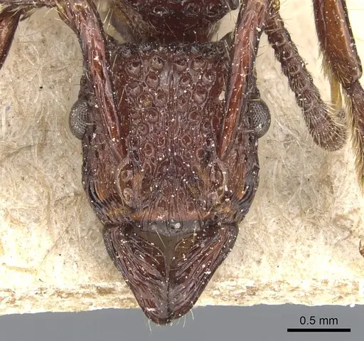 Stictoponera coxalis specimen CASENT0903850 image casent0903850_2