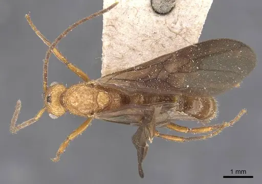 Stictoponera coxalis specimen CASENT0907197 image casent0907197_1