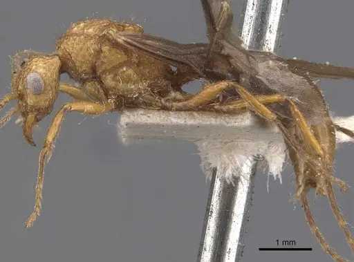 Stictoponera coxalis specimen CASENT0907197 image casent0907197_3