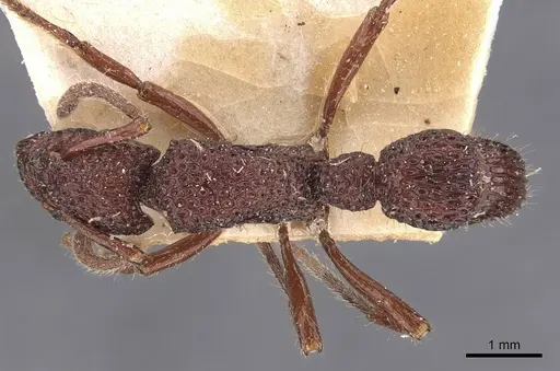 Stictoponera coxalis specimen CASENT0907198 image casent0907198_1