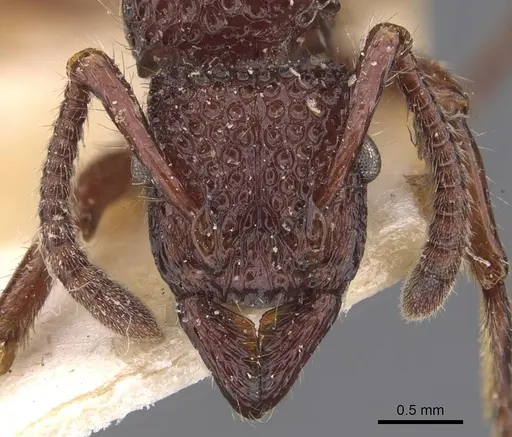 Stictoponera coxalis specimen CASENT0907198 image casent0907198_2