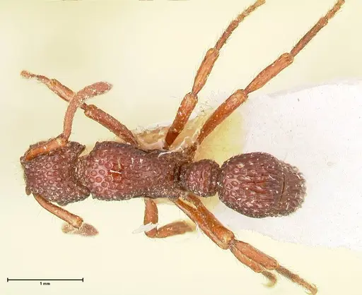 Stictoponera coxalis specimen FOCOL0868 image focol0868_1