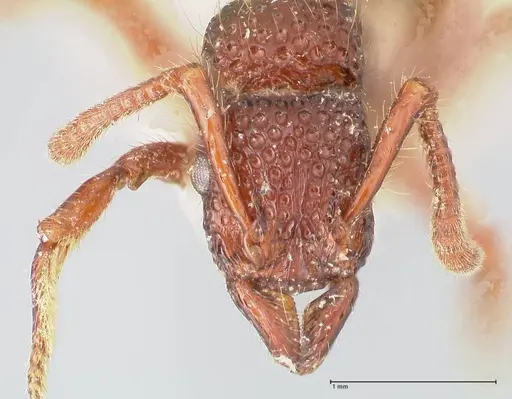 Stictoponera coxalis specimen FOCOL0868 image focol0868_2