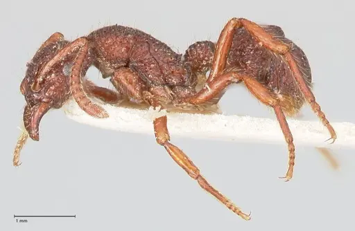 Stictoponera coxalis specimen FOCOL0868 image focol0868_3