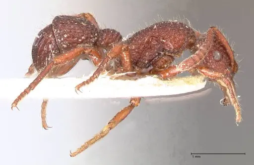 Stictoponera coxalis specimen FOCOL0868 image focol0868_4