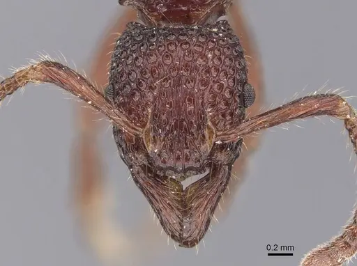 Stictoponera crassicornis specimen CASENT0907196 image casent0907196_2