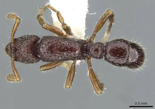 Stictoponera delta specimen CASENT0911162 image casent0911162_1