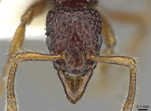 Stictoponera delta specimen CASENT0911162 image casent0911162_2