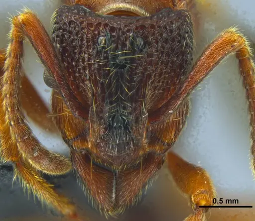 Stictoponera dentihumera specimen ANTWEB1033002 image antweb1033002_3