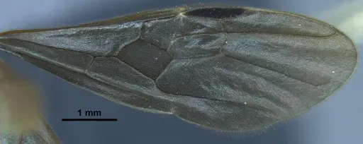 Stictoponera dentihumera specimen ANTWEB1033002 image antweb1033002_5