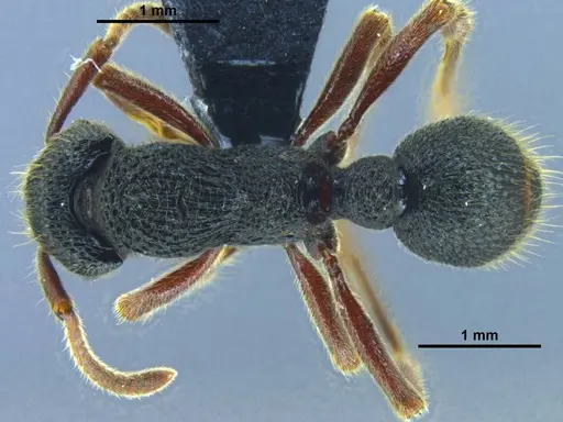 Stictoponera dentihumera specimen GXNU150067 image gxnu150067_1