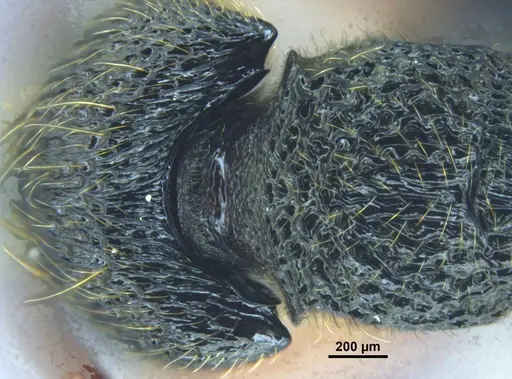 Stictoponera dentihumera specimen GXNU150067 image gxnu150067_2