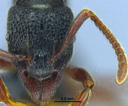 Stictoponera dentihumera specimen GXNU150067 image gxnu150067_3