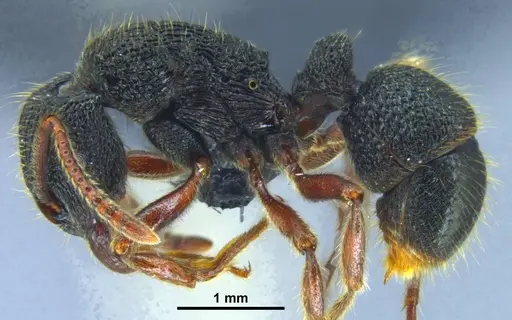 Stictoponera dentihumera specimen GXNU150067 image gxnu150067_4