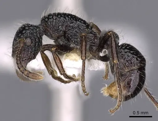 Stictoponera fontana specimen CASENT0900558 image casent0900558_3