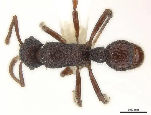 Stictoponera gabata specimen CASENT0179970 image casent0179970_1
