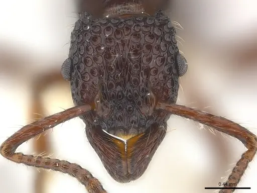 Stictoponera gabata specimen CASENT0179970 image casent0179970_2