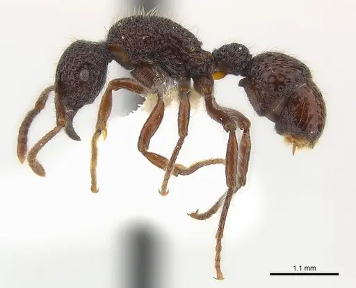 Stictoponera gabata specimen CASENT0179970 image casent0179970_4