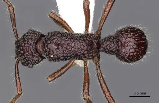 Stictoponera gabata specimen CASENT0900560 image casent0900560_1