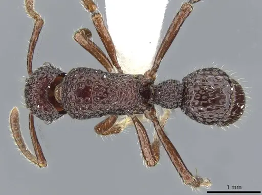Stictoponera gabata specimen CASENT0911164 image casent0911164_1