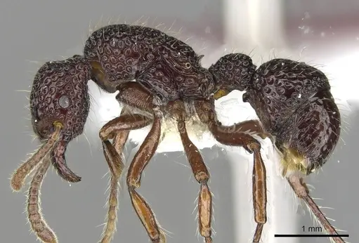 Stictoponera gabata specimen CASENT0911164 image casent0911164_3
