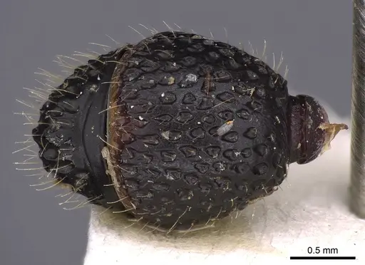 Stictoponera gastrodeia specimen CASENT0900559 image casent0900559_1