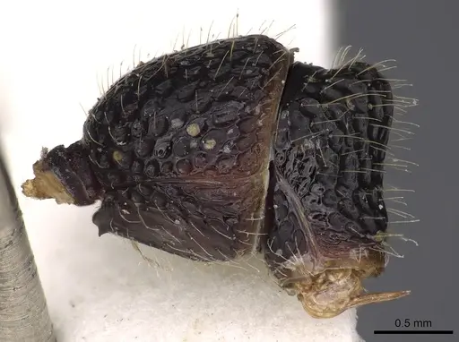 Stictoponera gastrodeia specimen CASENT0900559 image casent0900559_2